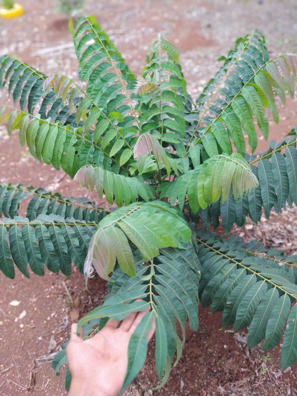 Serginho e Chinho Serviços de Prestação de Jardinagem em Geral